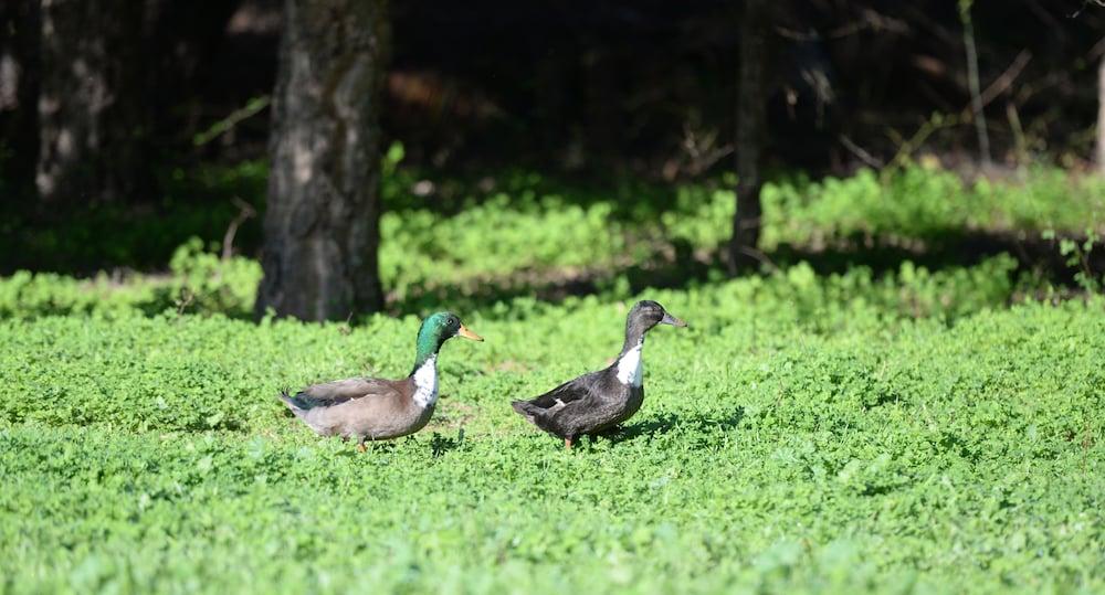 Quinta Pedagogica Da Samoqueirinha - Duna Parque Resorts & Hotels Vila Nova de Milfontes Ngoại thất bức ảnh
